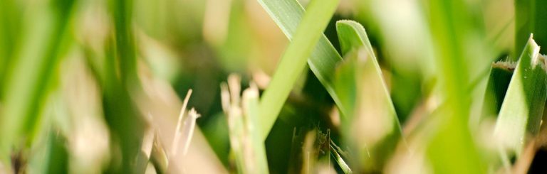 Maintain Your Commercial landscape-No Matter the Economy