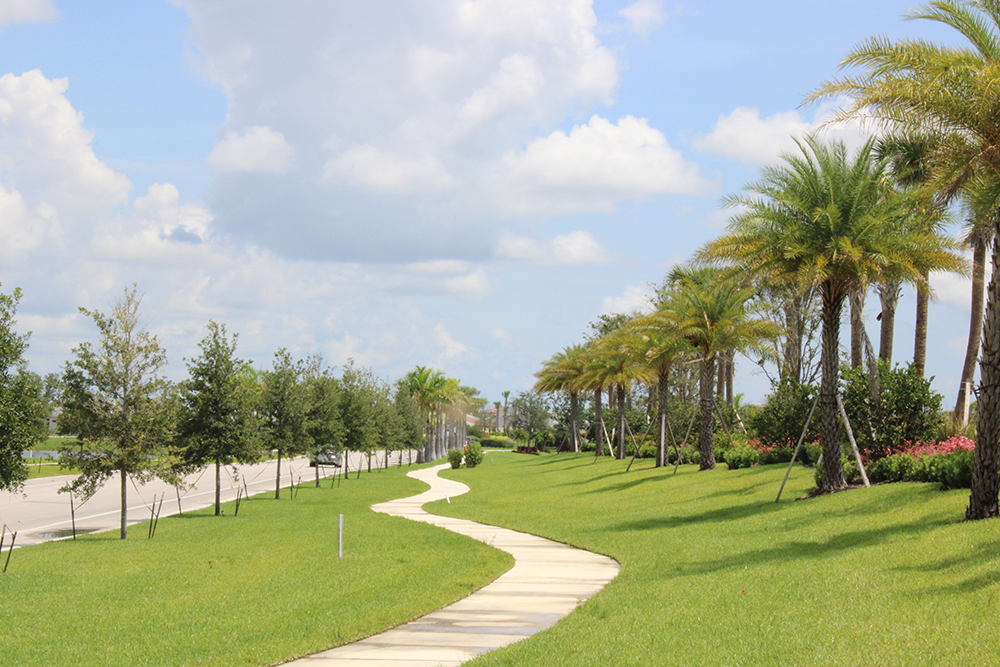 Arbor and Tree Care for Healthy Trees
