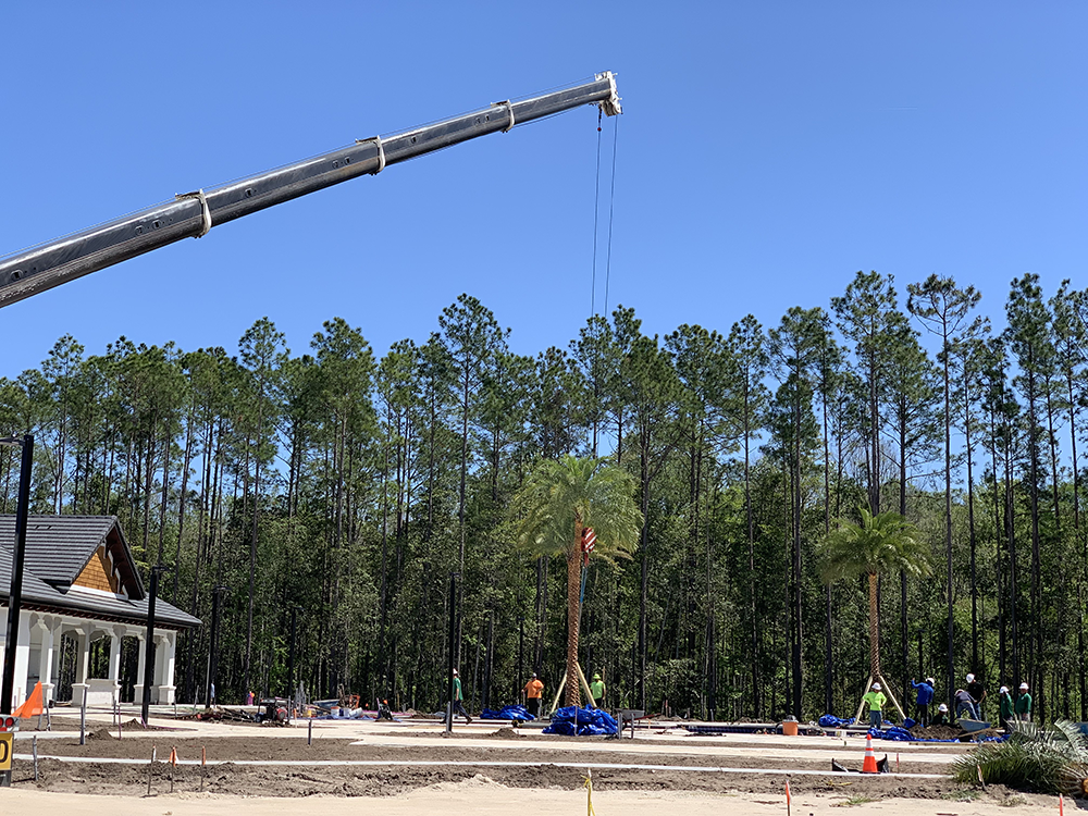 Arbor and Tree Care for Healthy Trees